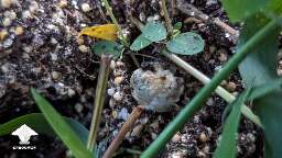 Mushroom fruiting in the garden