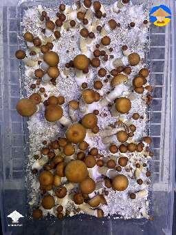 Malabar Coast fruiting