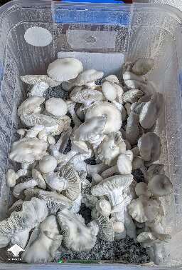 STAKZ magic mushroom strain