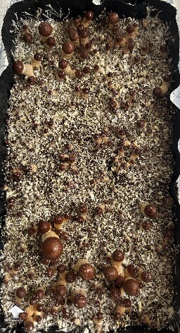 B+ mushrooms cake