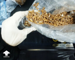 Grain to Grain transfer in SAB - Reishi growing diary