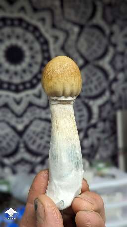 Harvested Tidal Wave flush #8