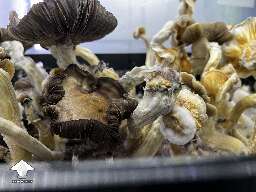 Ghidorah magic mushrooms growing #5