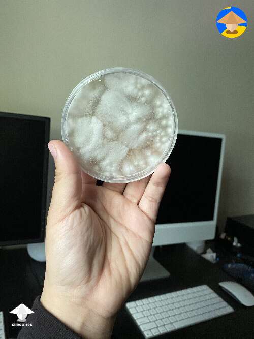 Mycelium arts on agar