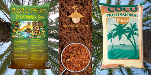 Don't use coco peat soil for plants - it contain Trichoderma
