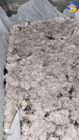 Beautiful mycelium colonization
