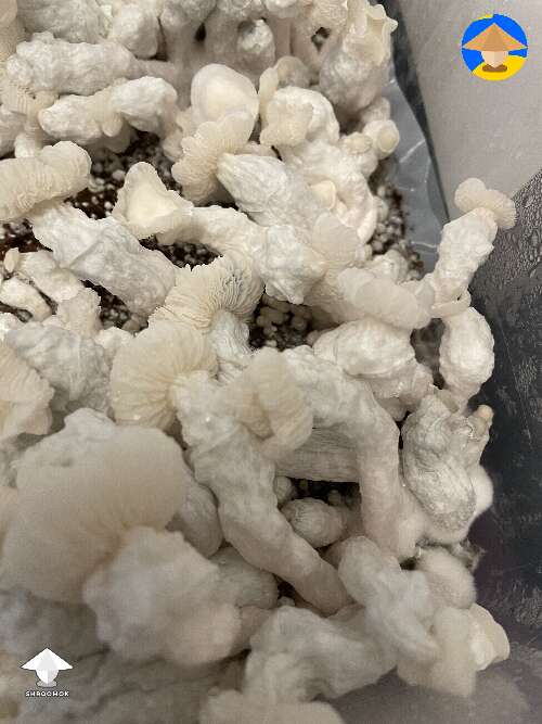 My Krinkle 1st flush - producing mushroom fruit bodies