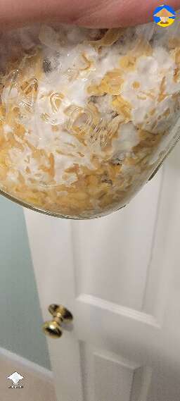 Enigma grain spawn with bacterial growth
