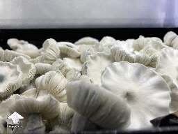 Albino Bayou Berengi magic mushrooms
