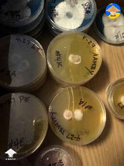 I store my agar plates in a dresser drawer right side up and I hardly have any condensation