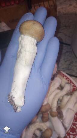 Penis Envy - 795.76g wet - the biggest mushroom is 103.46g