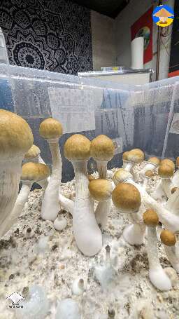 Tidal Wave - 6th flush