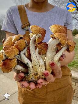 Another JEDI Harvest - JMF shrooms - Jedi Mind Fuck magic mushrooms