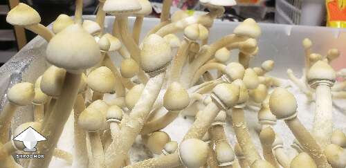 APE-R mushrooms