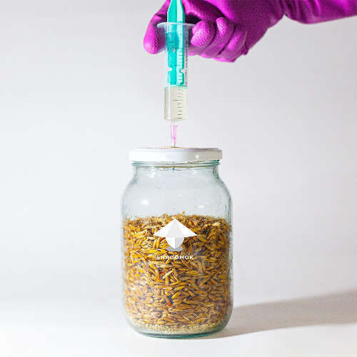 Substrate inoculation with spore syringe or liquid culture