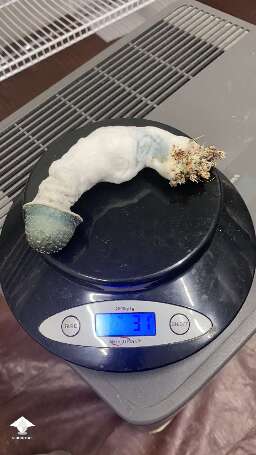Cubensis Albino Penis Envy 31 grams