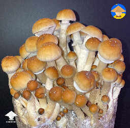Colombian Gold mushrooms