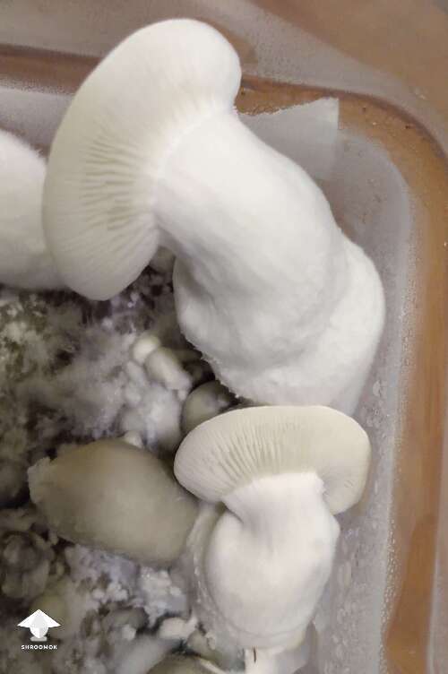 Psilocybe Cubensis Haole growing by Mycelia P