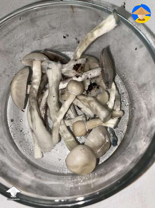 First successful tek of magic mushrooms growing 