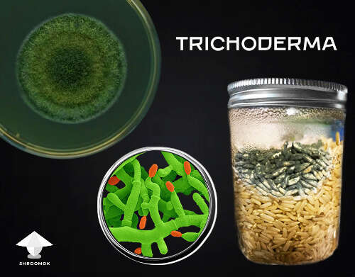 Trichoderma mold contamination