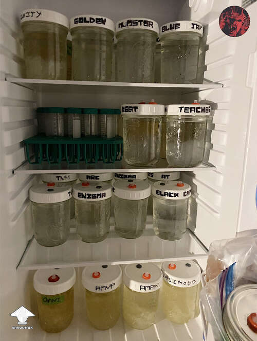 Liquid culture in fridge for storage