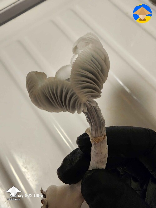 Mature Jack Frost mushroom #2