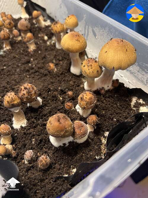 Golden teacher mushrooms fruiting
