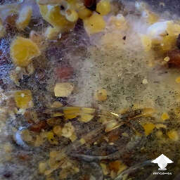 Black bread pin mold on grain spawn rhizopus stolonifer