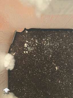 Green mold contamination #2