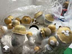 Avalanche magic mushrooms