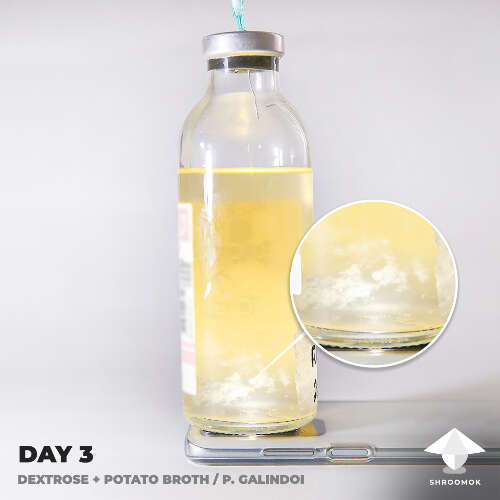 Liquid culture growth day 3 galindoi