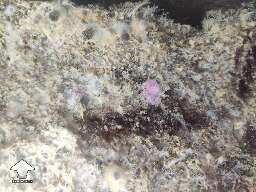 Third flush of mushroom growing. Is it Pink Mold?
