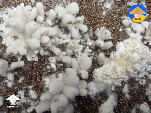 Koh Samui Super Strain mushrooms mutation