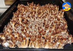 Perfect pinning and mushroom fruiting