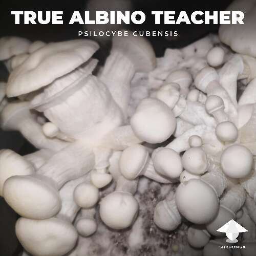 True albino teacher magic mushrooms