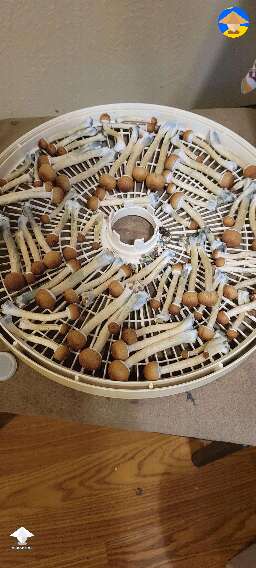 Finally harvested flush of magic shrooms #2