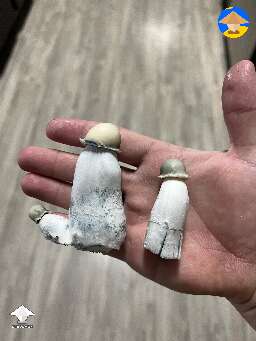 First time ever harvesting penis envies Phantom Baper strain