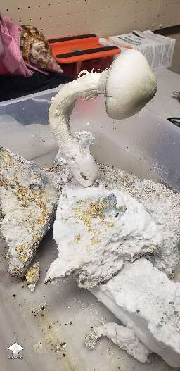 Last night vs this morning APE-R mushrooms #3