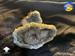 Grown shrooms instead of the blob coral mutation - Chocolate Krinkle