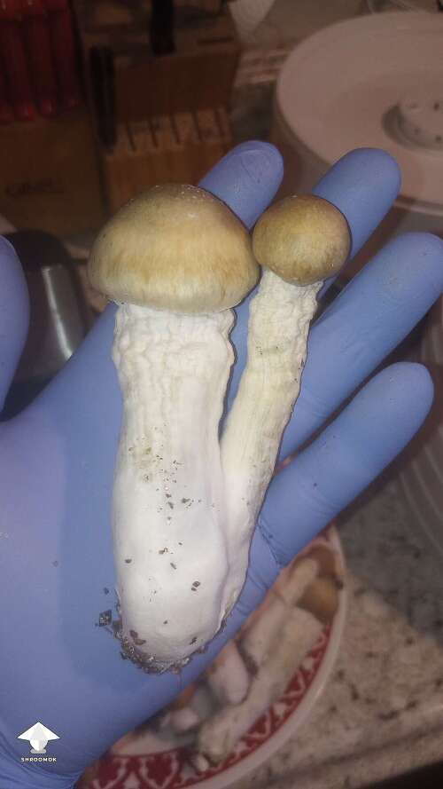 Penis Envy magic mushrooms