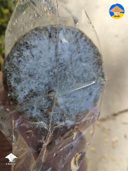 Had a mushroom cake that I thought was contaminated. I placed it in a bag and put it outside. Should I just let it ride or return it? #5