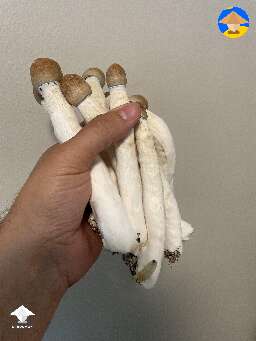 Giant magic mushrooms #4