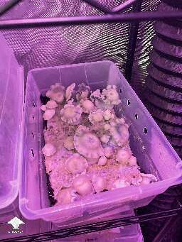 Albino RipTide magic mushrooms growing by 🧞GT🍄GARGAMEL