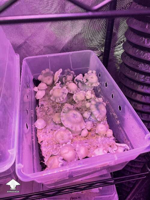 Albino RipTide magic mushrooms growing by 🧞GT🍄GARGAMEL