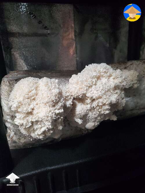 I'm pretty excited about these Lion's Mane fruiting
