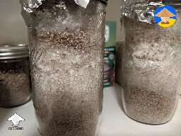 Lions Mane jars