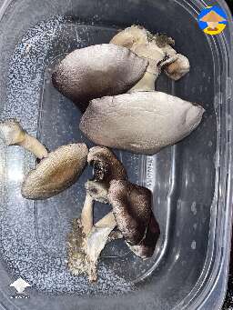 Cubensis Costa Rican from contaminated cake that got buried in the yard