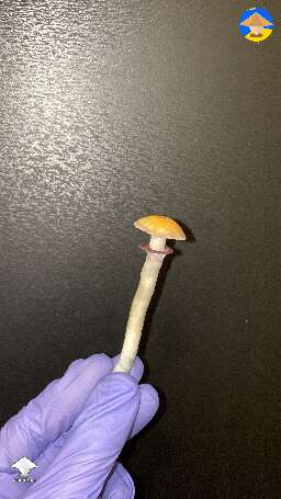 The smallest B plus mushroom I have ever grown
