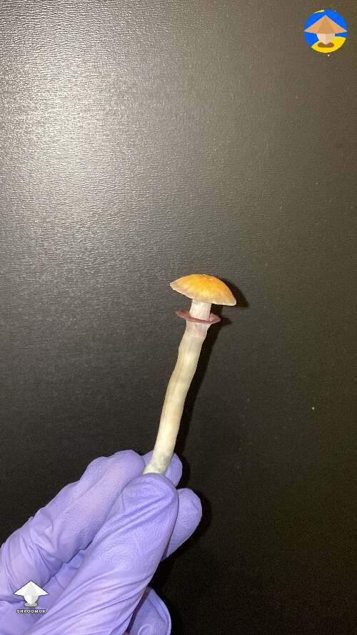 The smallest B plus mushroom I have ever grown