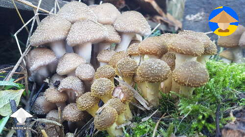 Honey Fungus edible mushrooms grown in my yard